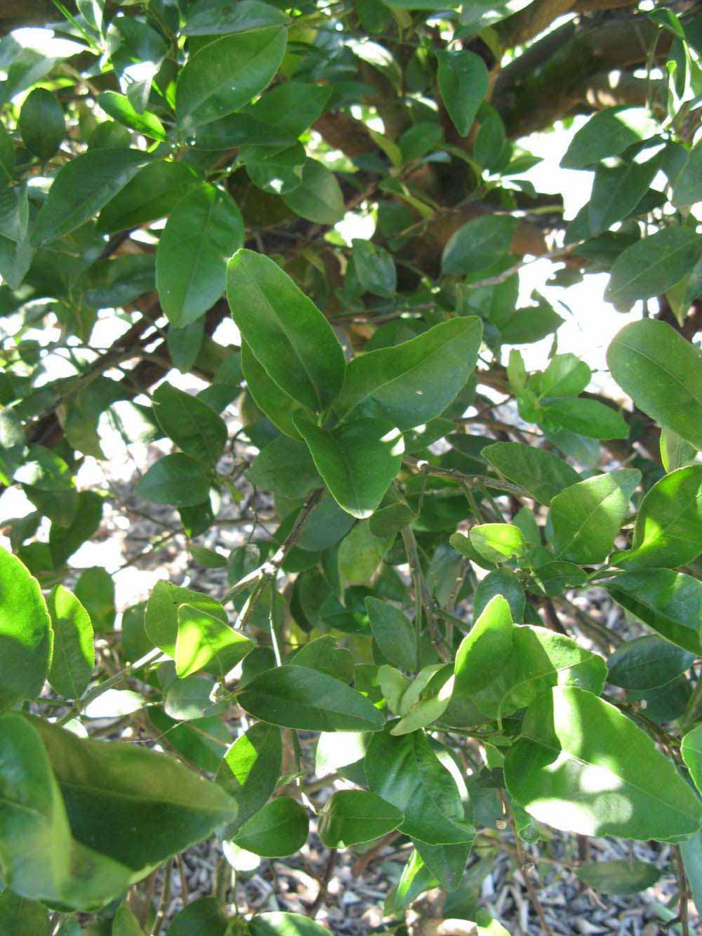              Shade leaves (Winter Haven, FL)       